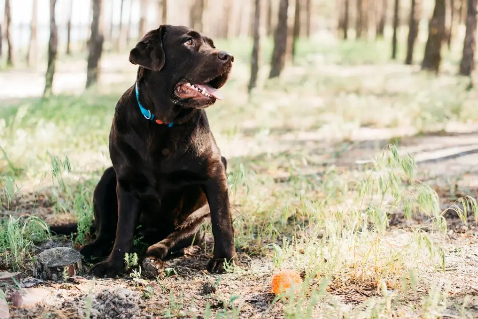 Featured image: Dog Poop Blood