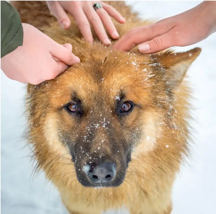 Featured image: Dog Dry Skin