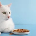 Featured image: Cat Is Not Eating