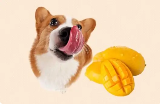 Featured image: Dogs Eat Mango