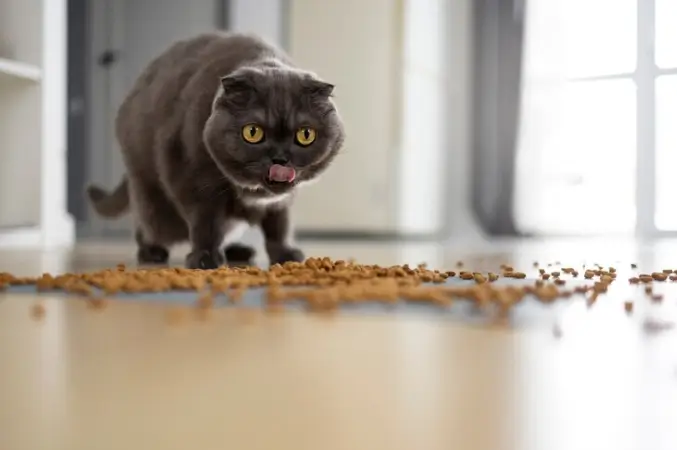 Featured image: Feeding a Kitten