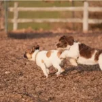 Featured image: Puppy Training