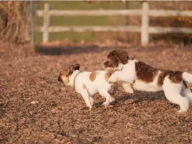 Featured image: Puppy Training