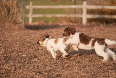 Featured image: Puppy Training