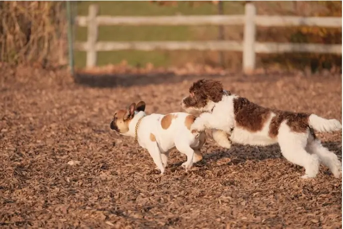 Featured image: Puppy Training