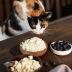 Featured image: Cats Eat Cheese