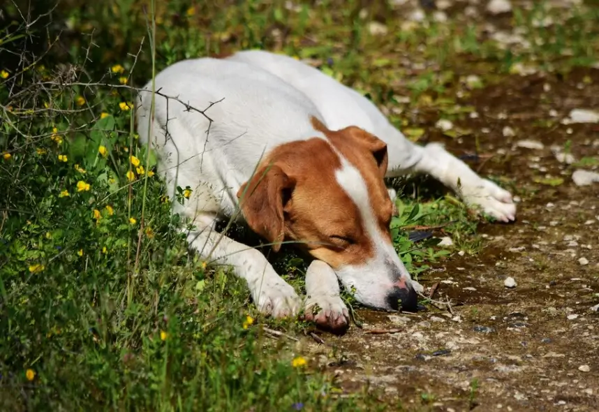 Featured image: Dog Diarrhoea