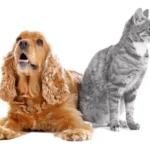 Featured image: Cat and dog