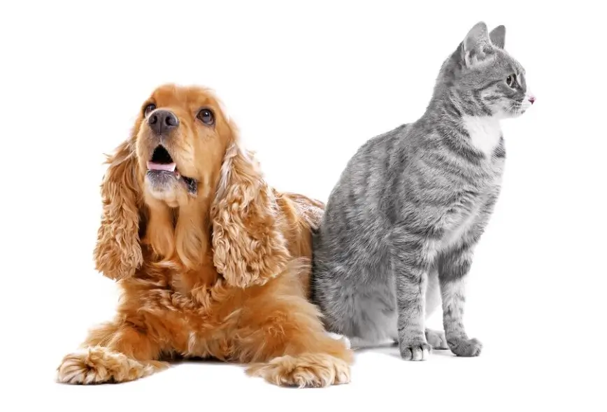 Featured image: Cat and dog