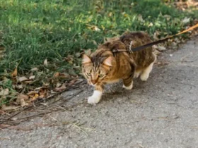 Featured image: cat threw up