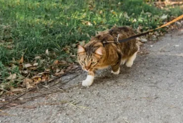 Featured image: cat threw up