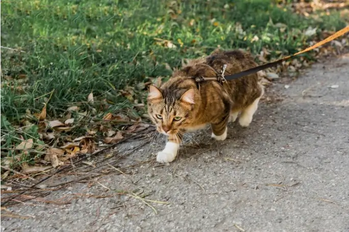 Featured image: cat threw up